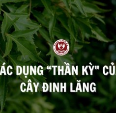 Cây đinh lăng có tác dụng gì? 7 Tác dụng “thần kỳ” của đinh lăng với sức khoẻ